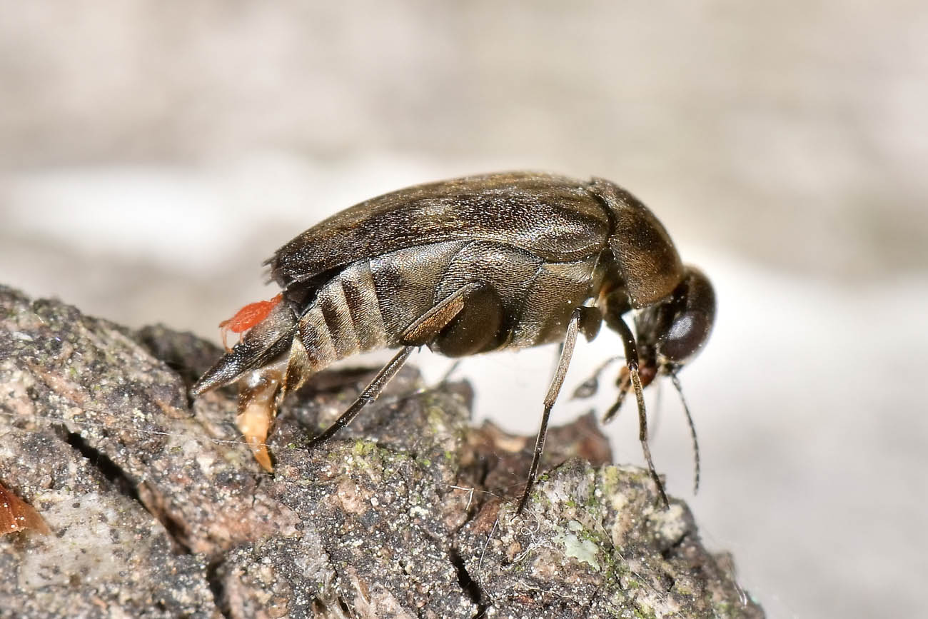 Mordellidae: Tomoxia bucephala